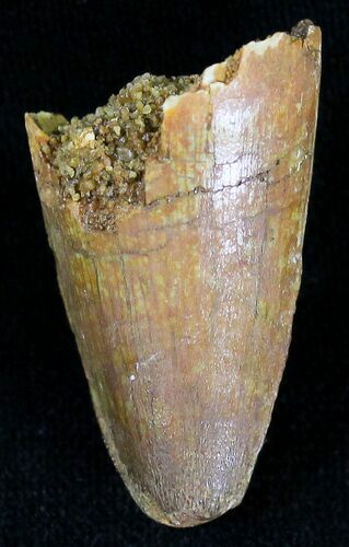 Cretaceous Fossil Crocodile Tooth - Morocco #20920